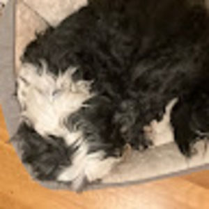 Meet your Posher, Emma